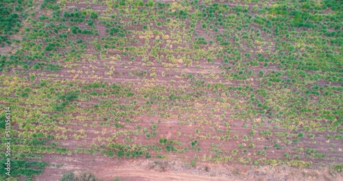 Rural landscape with plots planted with sugar cane fields
