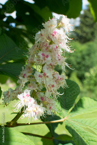 Beautiful white flower bloomed on a chestnut tree