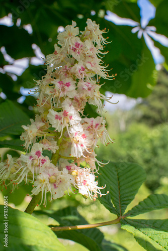 White chestnut flower stands out as a bright spot against the background of green leaves.