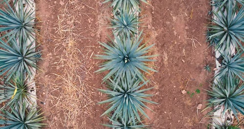 Blue agave plantation in the field to make tequila aerial view