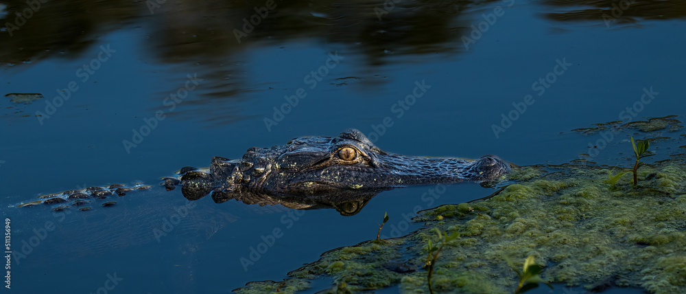 An American Alligator in a small pond Florida An American Alligator in a small pond Florida