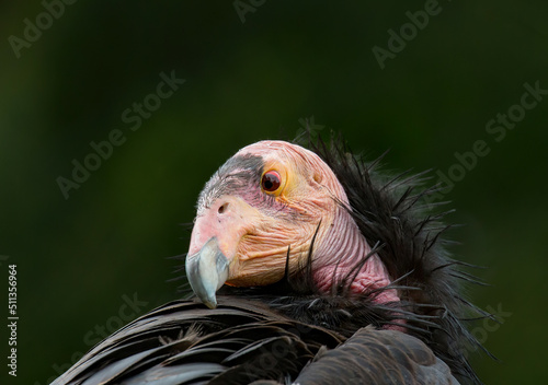 The California condor is a New World vulture, the largest North American land bird. This condor became extinct in the wild in 1987, but the species has since been reintroduced photo