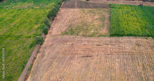 Rural landscape with plots planted with sugar cane fields