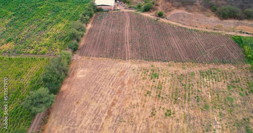 Rural landscape with plots planted with sugar cane fields