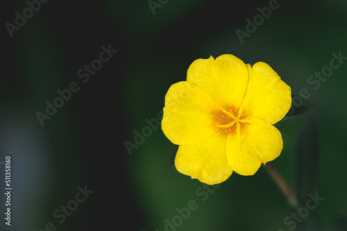 Macro closeup of small yellow buttercup flower inside the garden isolated on blurred background.