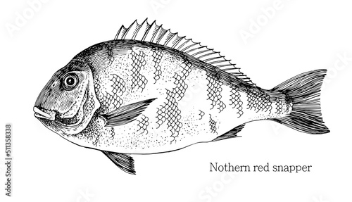Red snapper hand drawn realistic illustration