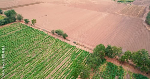 Rural landscape with plots planted with sugar cane fields