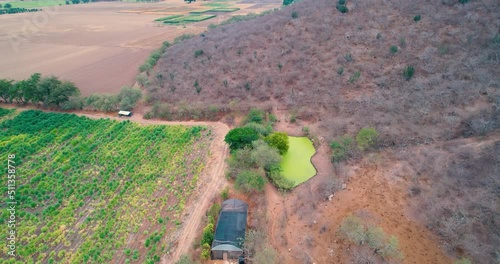 Rural landscape with plots planted with sugar cane fields