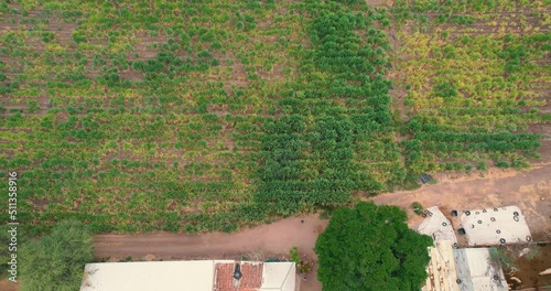 Rural landscape with plots planted with sugar cane fields