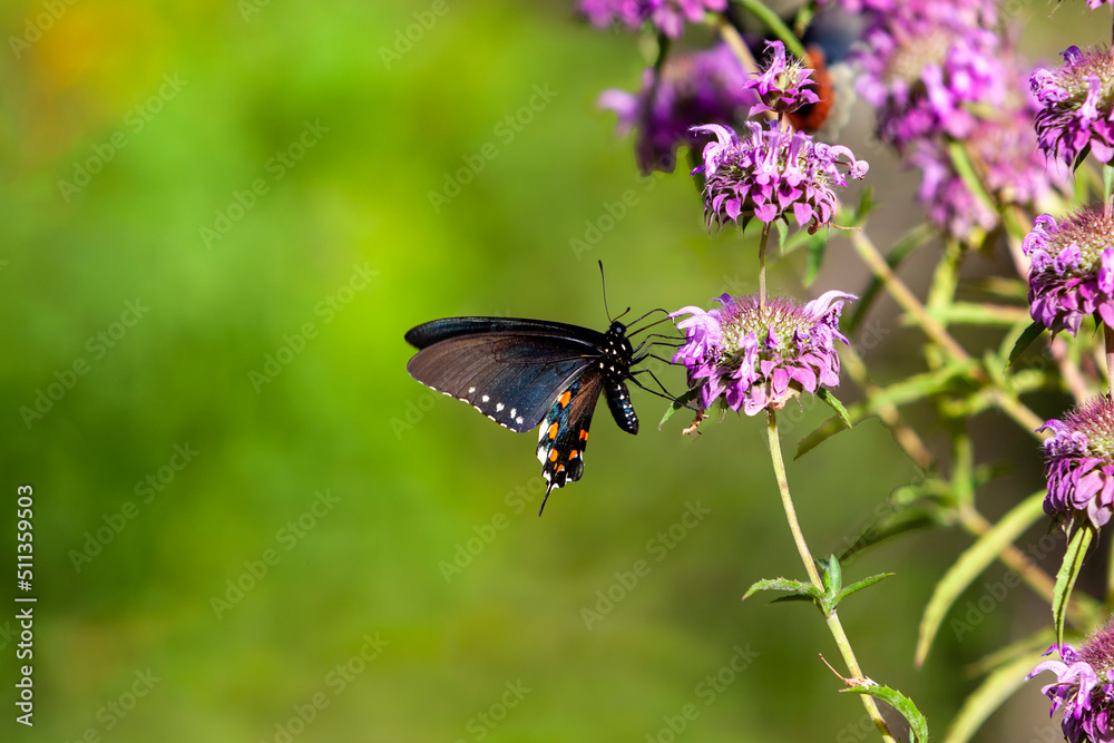 Black and blue Eastern Tiger Swallowtail Butterfly with Orange dots on a purple thistle flower... Black and blue Eastern Tiger Swallowtail Butterfly with Orange dots on a purple thistle flower...