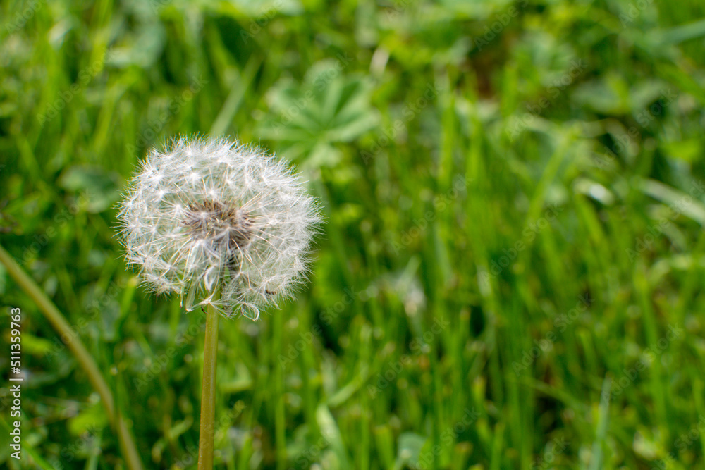Fototapeta premium A fluffy dandelion grows on a green lawn near my house.