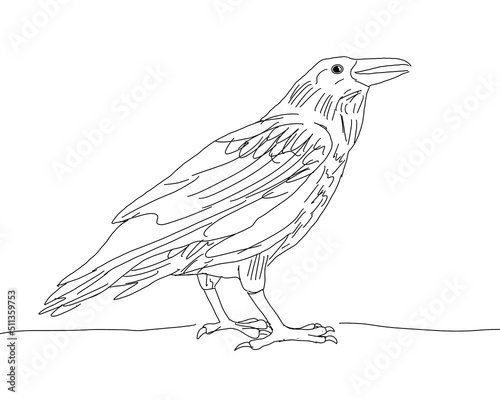 raven line drawing sketch on white background