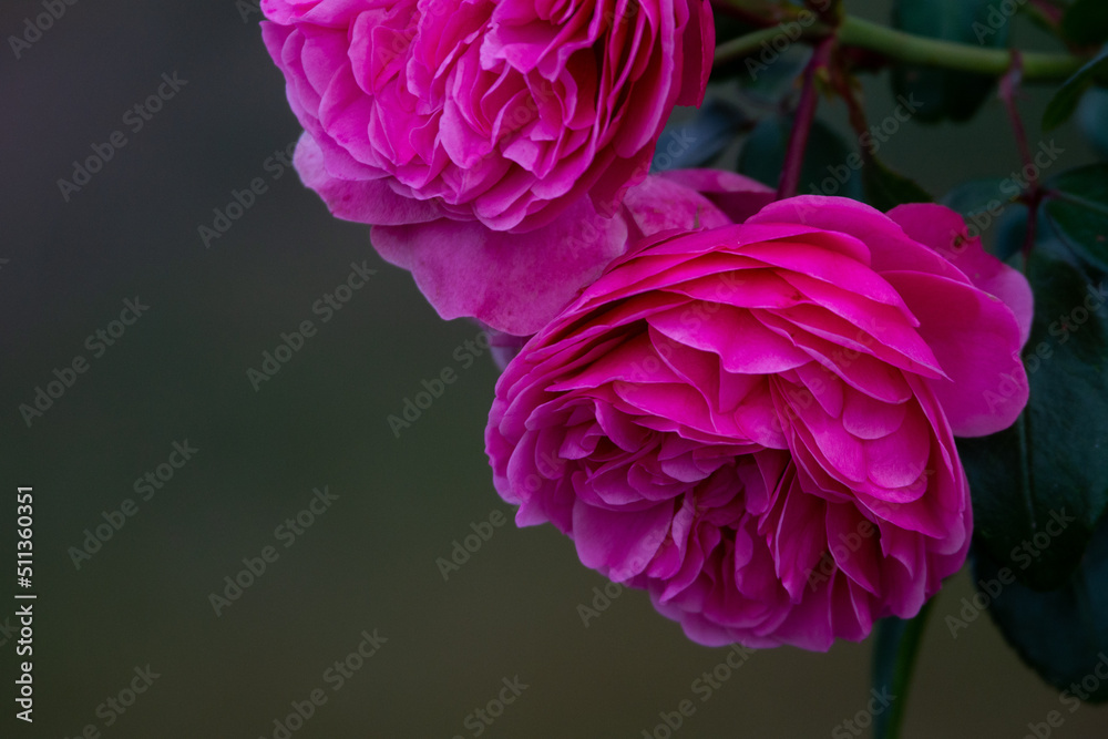 Obraz premium rose