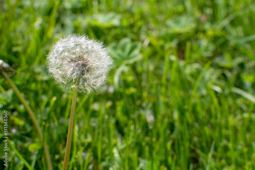 Yellow dandelion turns into a white ball after flowering Yellow dandelion turns into a white ball after flowering