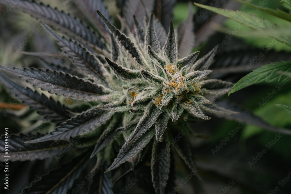 Medical quality cannabis flower Medical quality cannabis flower