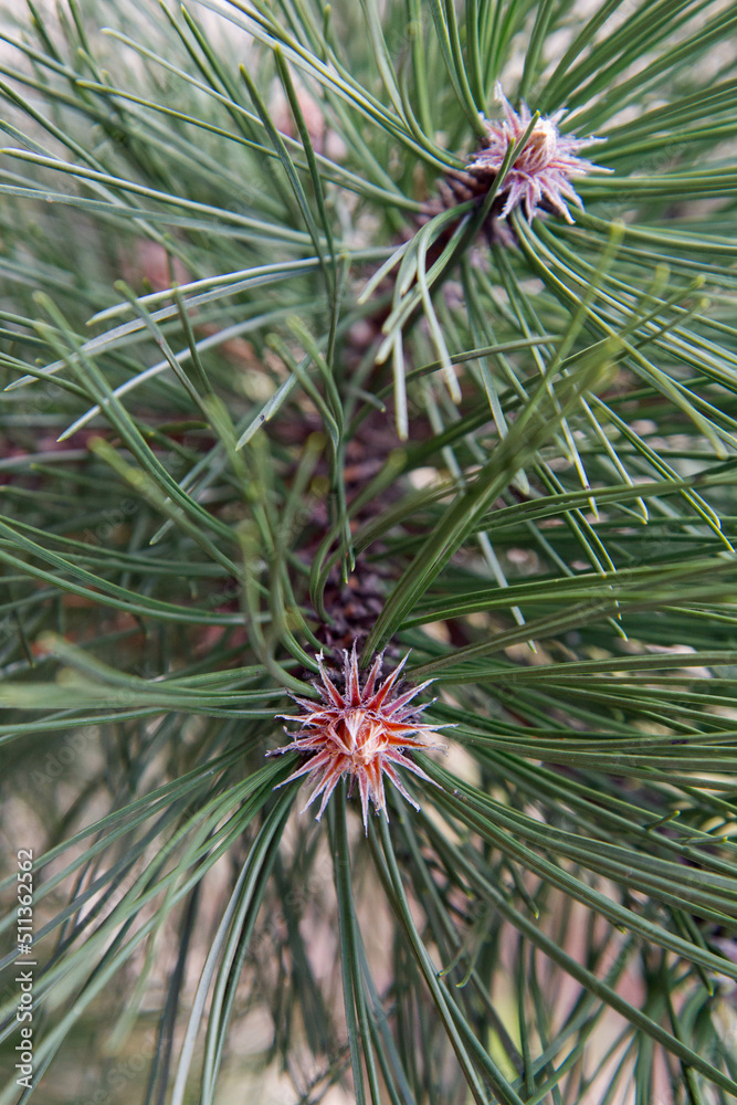 Fototapeta premium Black Pine branch in early spring in close up