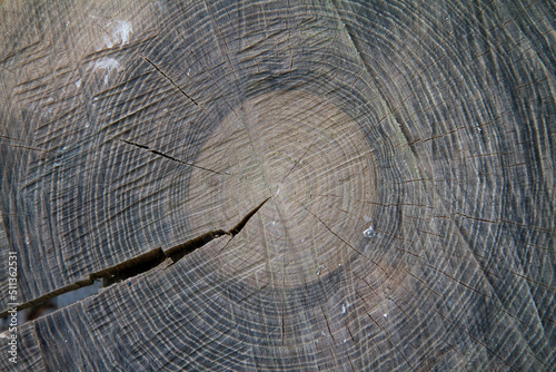 Slice of wood in a yard 