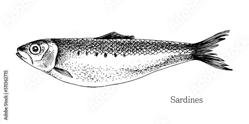 Sardines fish hand drawn realistic illustration