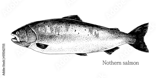 Norten salmon hand drawn realistic illustration photo