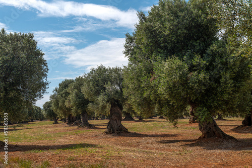 Bardzo stare, zdrowe drzewa oliwne rosnące w gaju oliwnym na południu Włoch