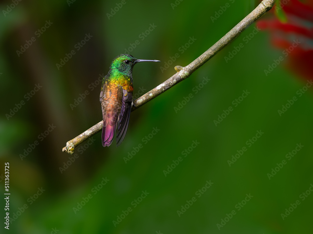Fototapeta premium Snowy-bellied Hummingbird sitting on stick on green background