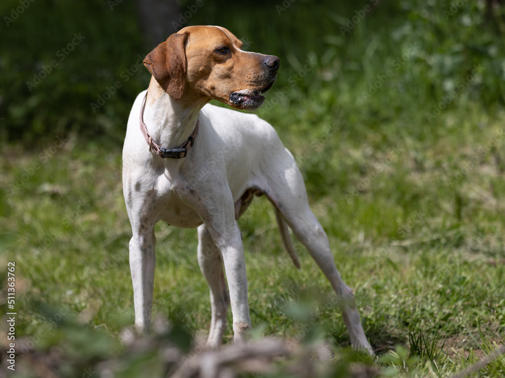 White pointer dog with a brown head attentively looking.