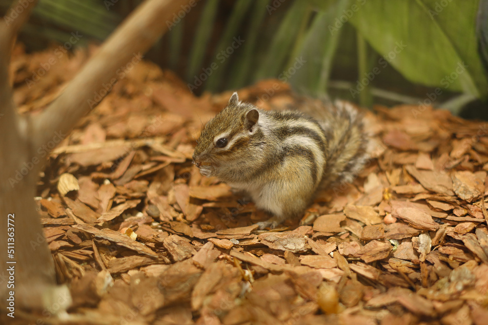 A chipmunk holds food in its paws A chipmunk holds food in its paws