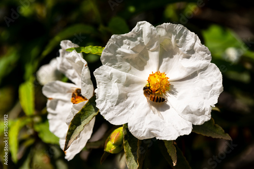 Blooming Franklin Tree In An Italian Garden photo