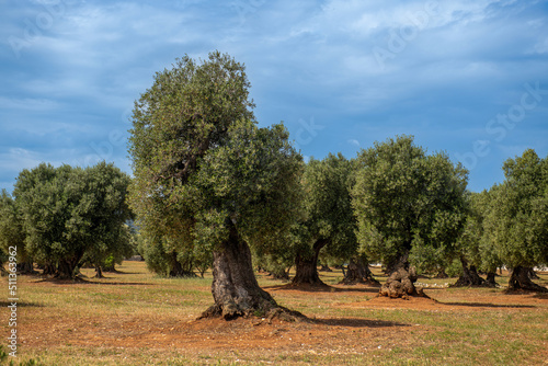 ogromne, stare i bardzo zadbane drzewa oliwne