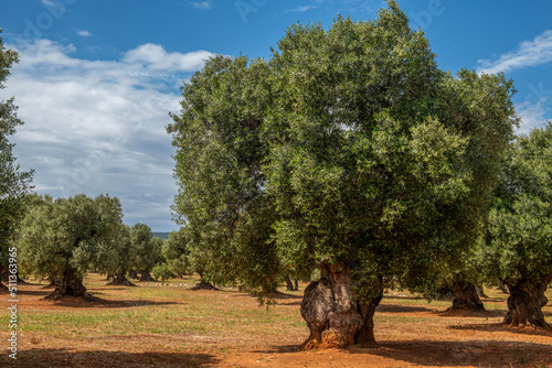 Przepiękne, bardzo stare drzewa oliwne