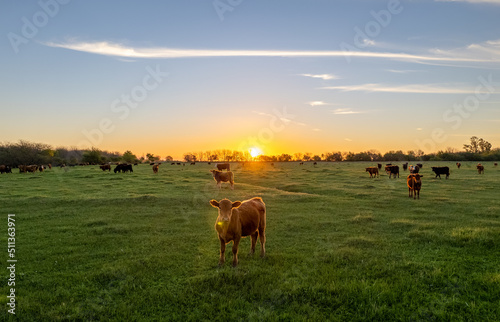 Cow in the field looking at the camera, while standing behind a beautiful sunset.