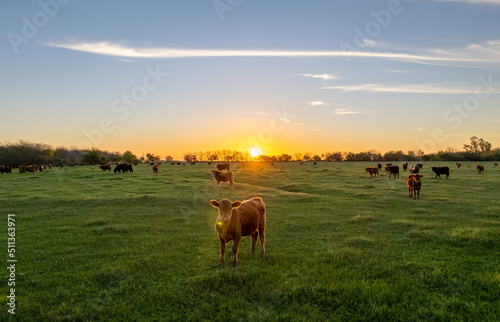 Cow in the field looking at the camera  while standing behind a beautiful sunset.