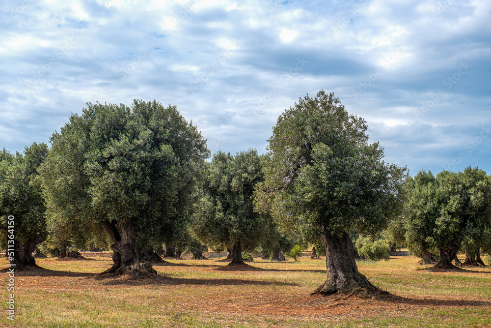 stary, bardzo zadbany gaj oliwny z wieloletnimi ogromnymi drzewami - obrazy, fototapety, plakaty 