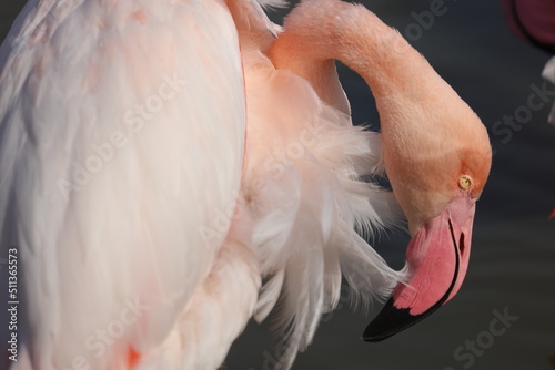 Flamingo cleaning his nets