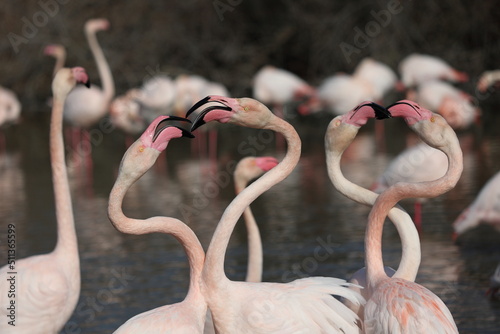 Flamingos fights and love