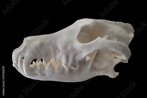 Iberian wolf cranium also named canis lupus signatus photo
