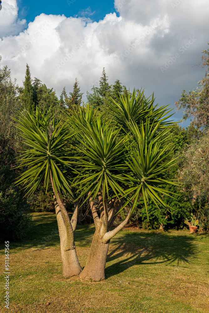 duża Buka - palma rosnąca w ogrodzie - obrazy, fototapety, plakaty 