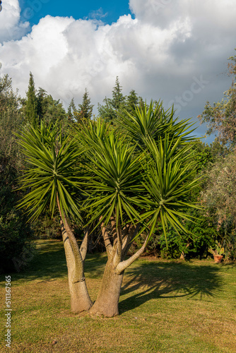duża Buka - palma rosnąca w ogrodzie