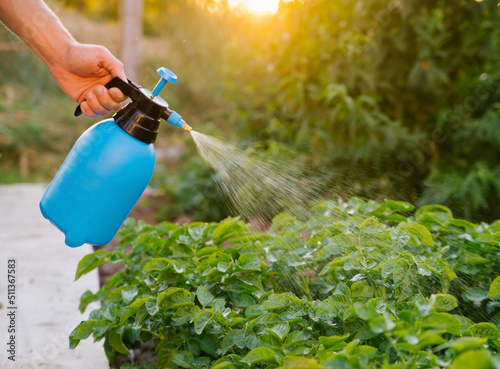 A farmer uses a mist sprayer to treat a potato plantation from pests and Colorado potato beetles. Uses chemicals in agriculture. Crop processing. Protection and care.