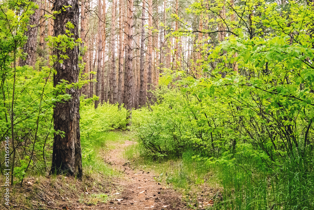 Hiking trail through a pine forest in summer day.