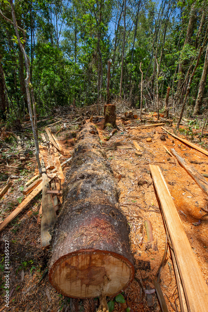 Wide view of freshly sawn trees, with sawdust and forest in the background Wide view of freshly sawn trees, with sawdust and forest in the background