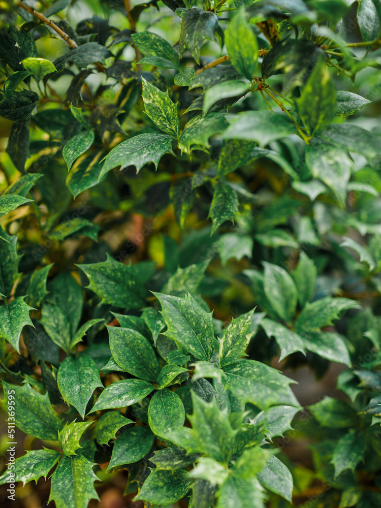 Leaves of Variegated Osmanthus, evergreen plant Leaves of Variegated Osmanthus, evergreen plant