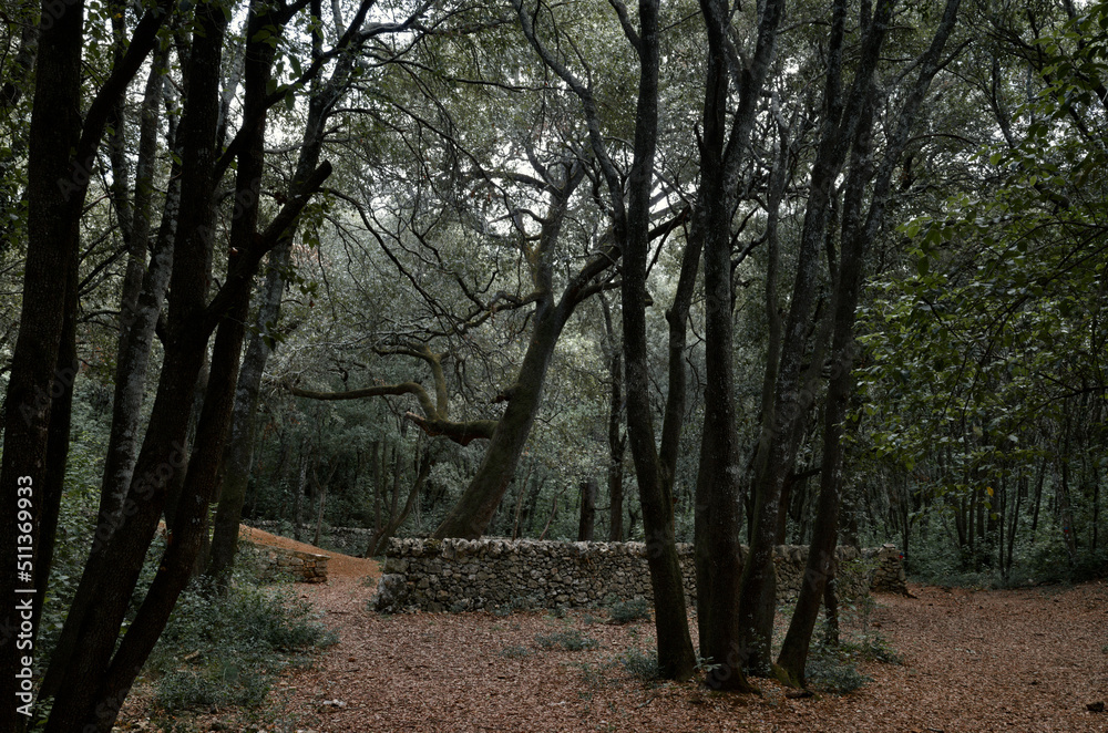 Fototapeta premium bosco delle pianelle 