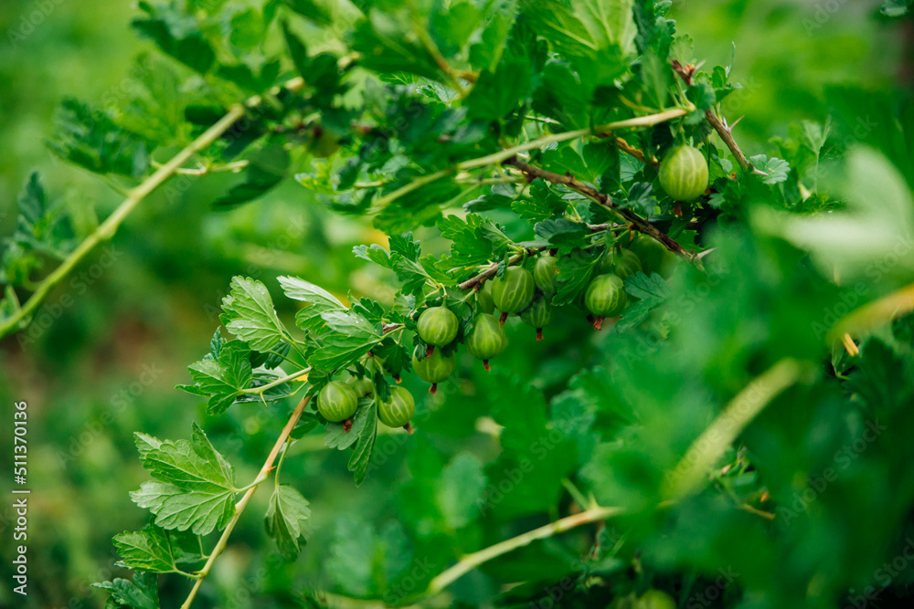 Growing gooseberries in the country. Fresh Green Gooseberries. Organic berries close-up. Ripe gooseberries in the orchard. Natural background. Growing gooseberries in the country. Fresh Green Gooseberries. Organic berries close-up. Ripe gooseberries in the orchard. Natural background.