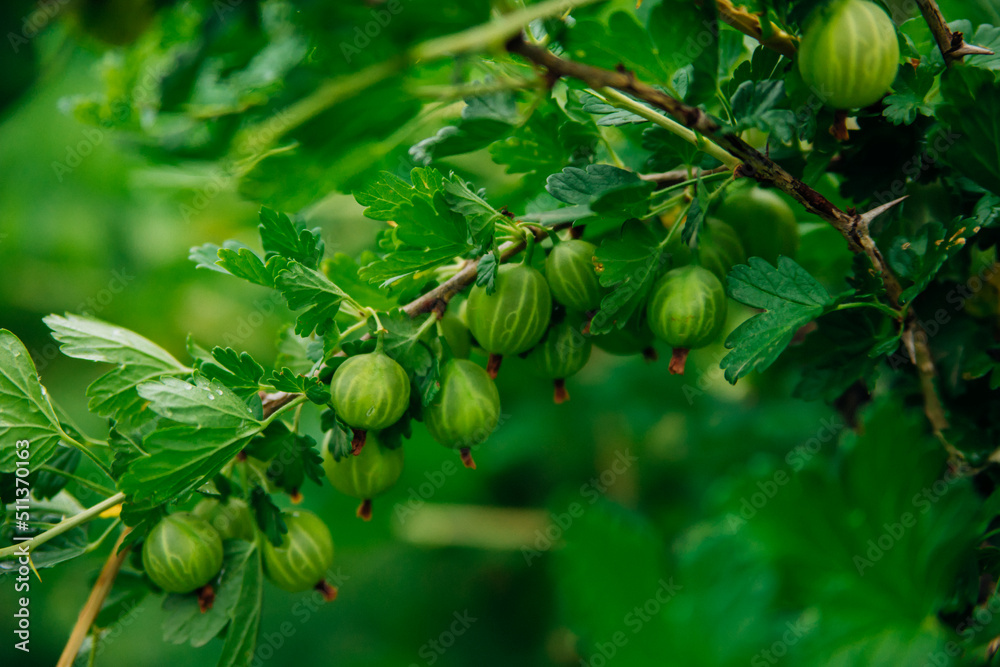 Growing gooseberries in the country. Fresh Green Gooseberries. Organic berries close-up. Ripe gooseberries in the orchard. Natural background. Growing gooseberries in the country. Fresh Green Gooseberries. Organic berries close-up. Ripe gooseberries in the orchard. Natural background.