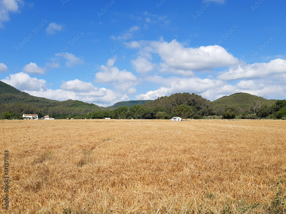 Dry cereal field landscape in summer with background of mountains and sky with white clouds. Landscapes and organic farming.