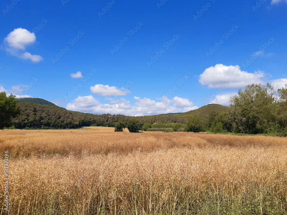 Dry cereal field landscape in summer with background of mountains and sky with white clouds. Landscapes and organic farming.