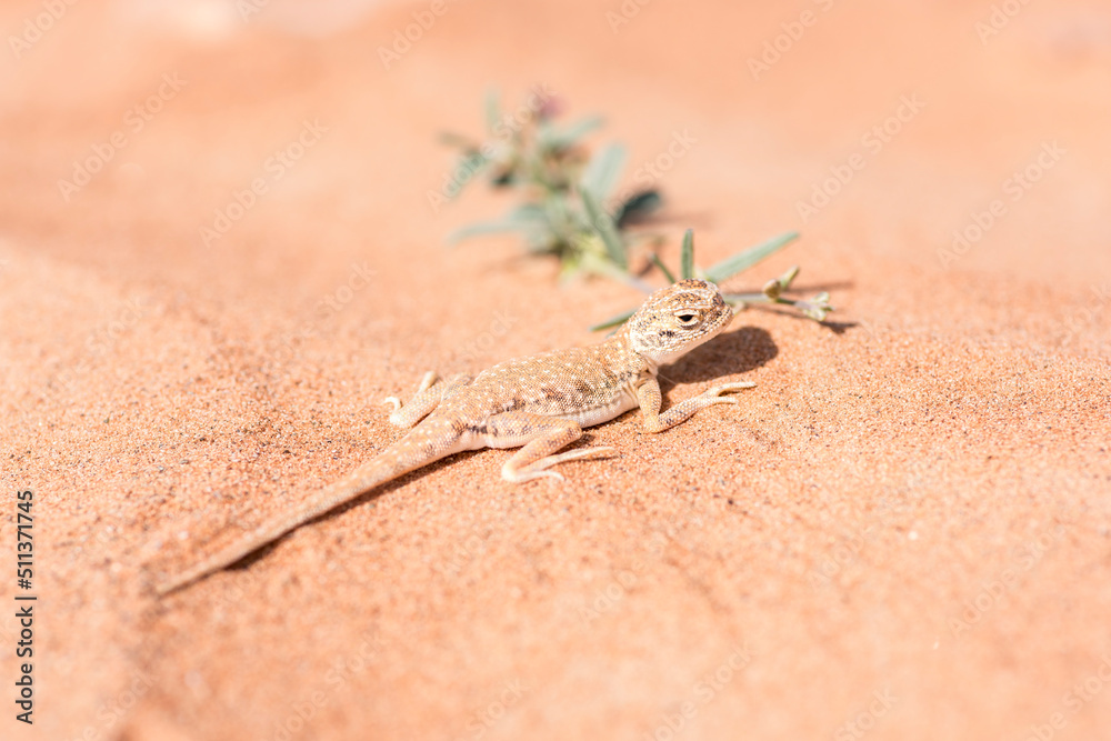 Arabian toad-headed agama (Phrynocephalus arabicus) in the Desert Arabian toad-headed agama (Phrynocephalus arabicus) in the Desert