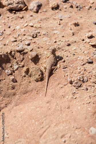 Top view Arabian toad-headed agama  Phrynocephalus arabicus  in the Desert