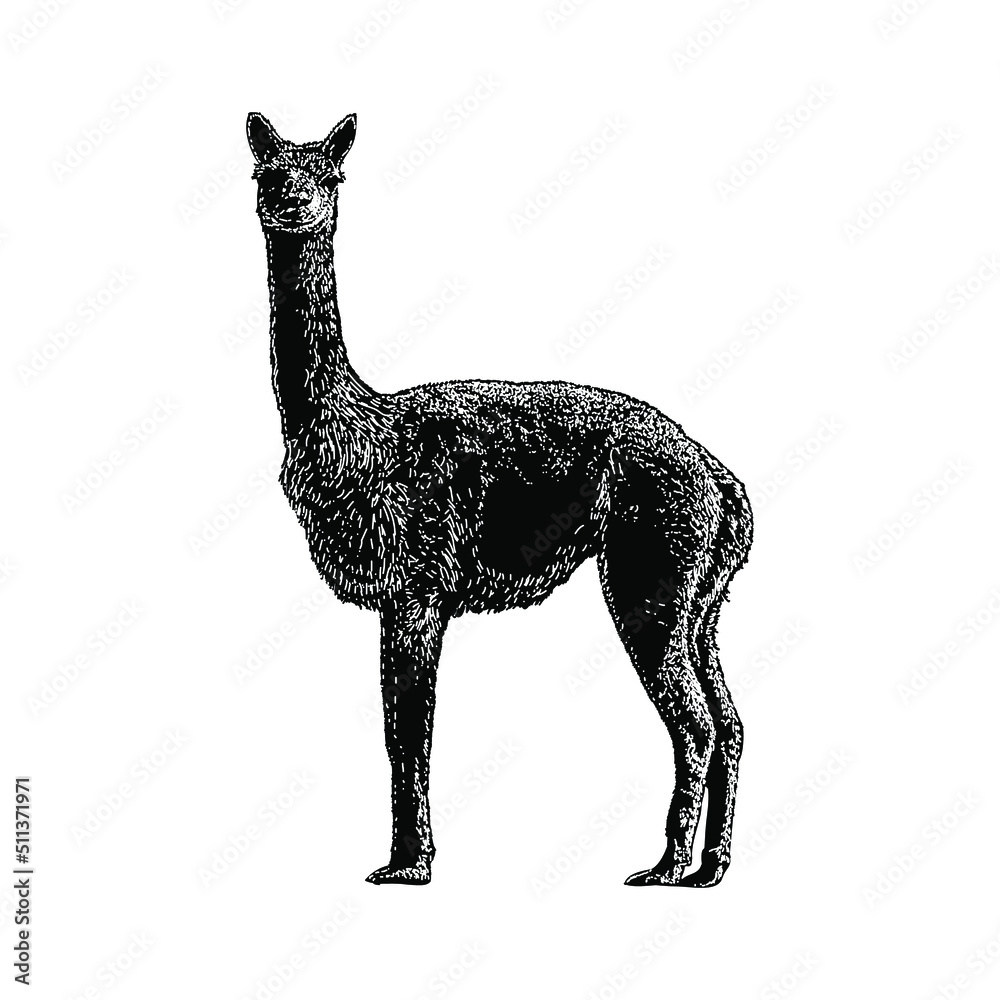 Fototapeta premium Vicuña hand drawing vector illustration isolated on background